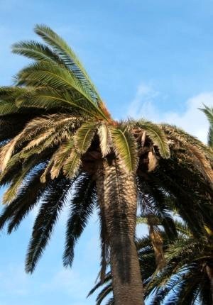 Palmiers en danger : le charançon rouge du palmier menace…
