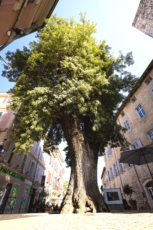 Votez pour le Prix du public au concours de l’arbre de l’année 2021 !